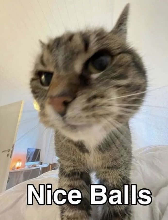 Смешна котка меме Goofy Ahh с надпис Nice Balls Тапет
