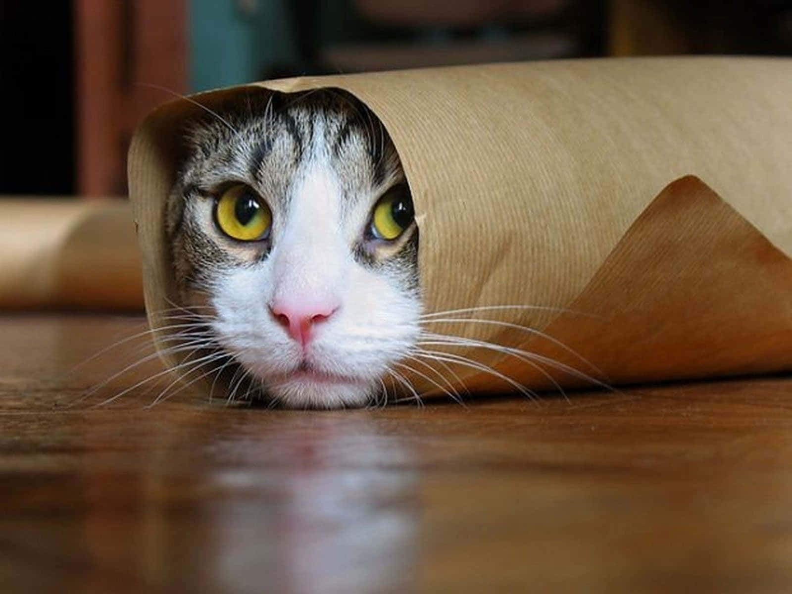 Смешна снимка на прокълната котка бурито Тапет