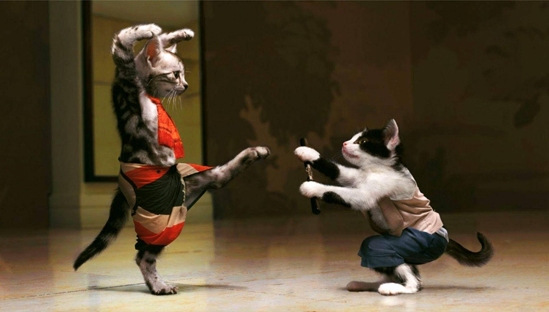 Смешни Котки Бойци Тапет