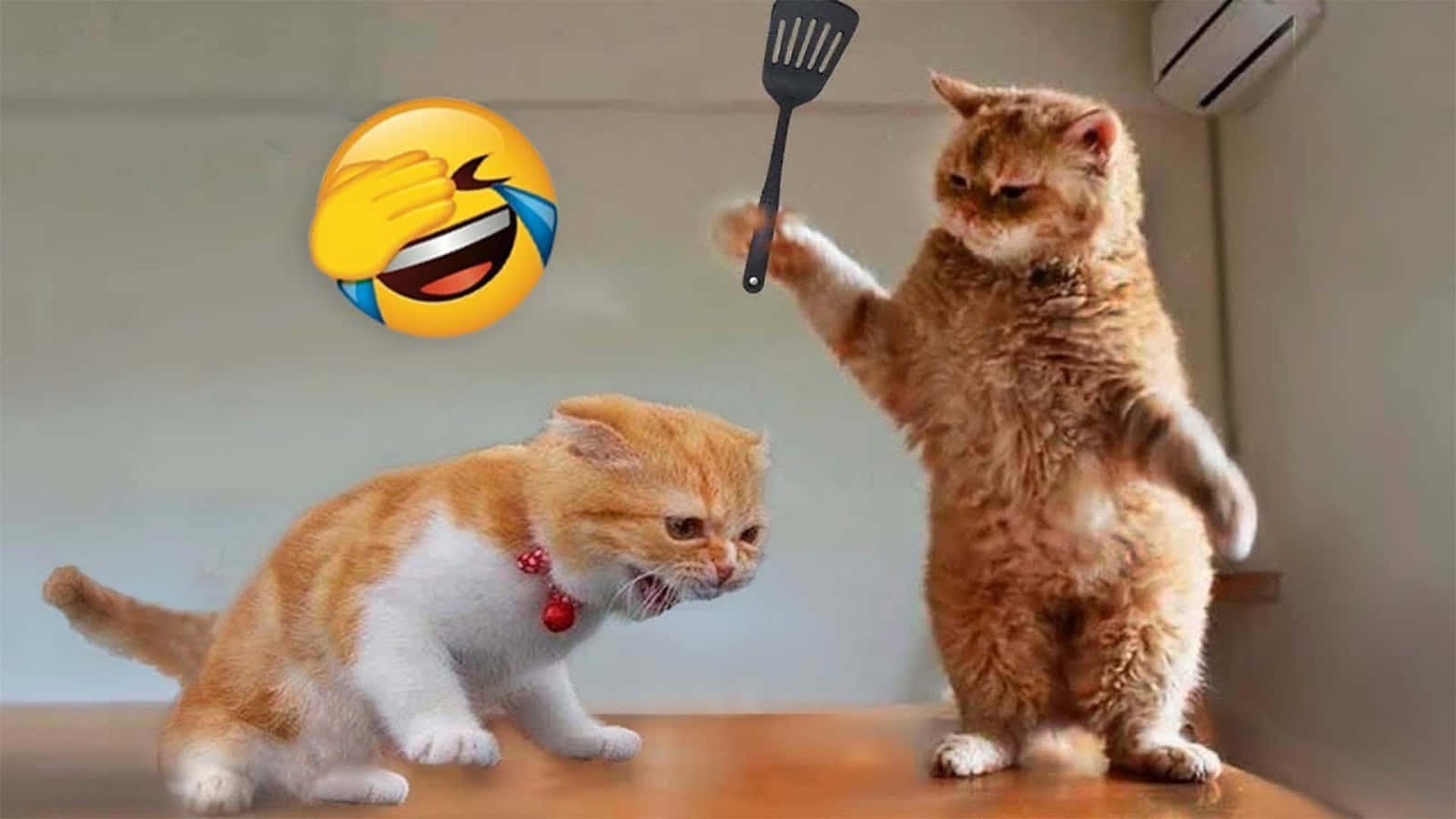 Смешни котки меме битка с емотикони Тапет