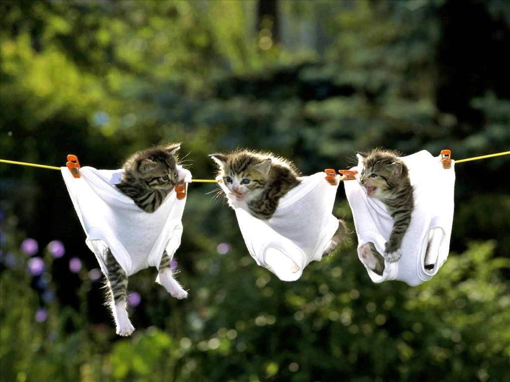 Смешни котки, окачени с бельо