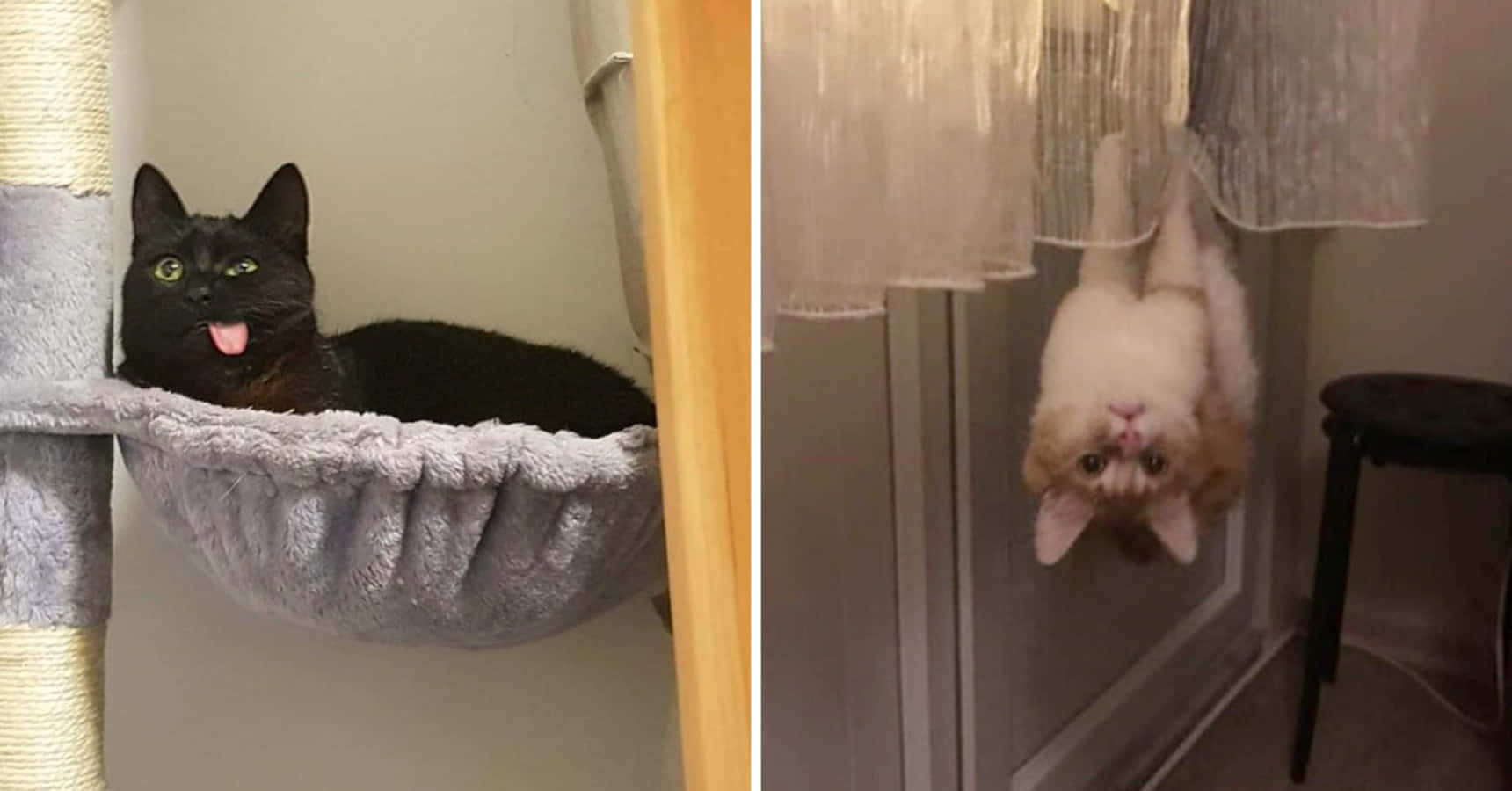 Смешни сладки забавни котки Тапет