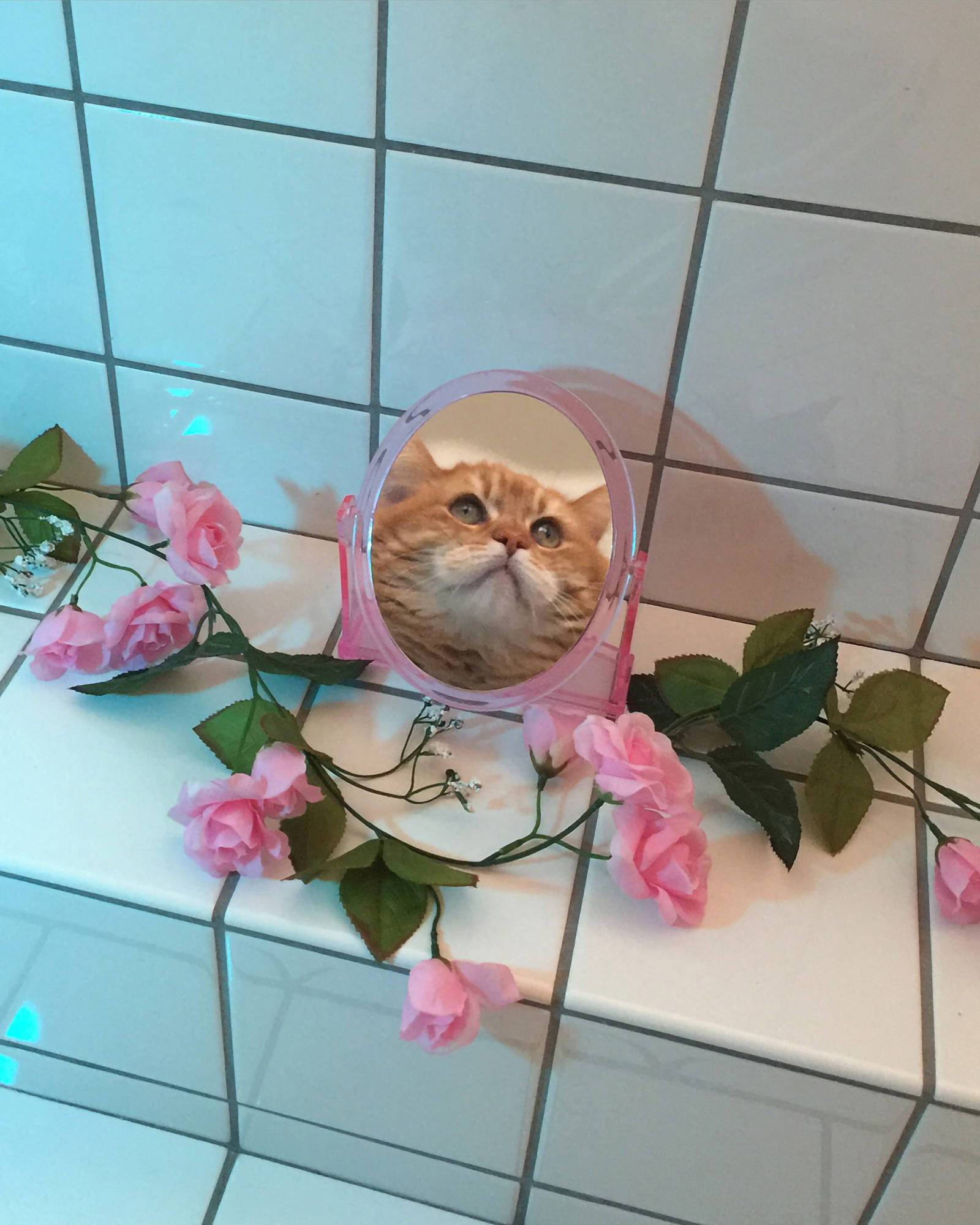 Смешно коте пред огледало Тапет