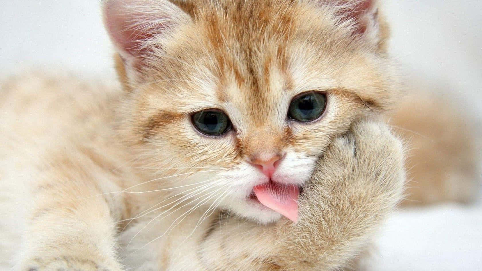 Смешно сладки животни Котка Мънчкин Тапет