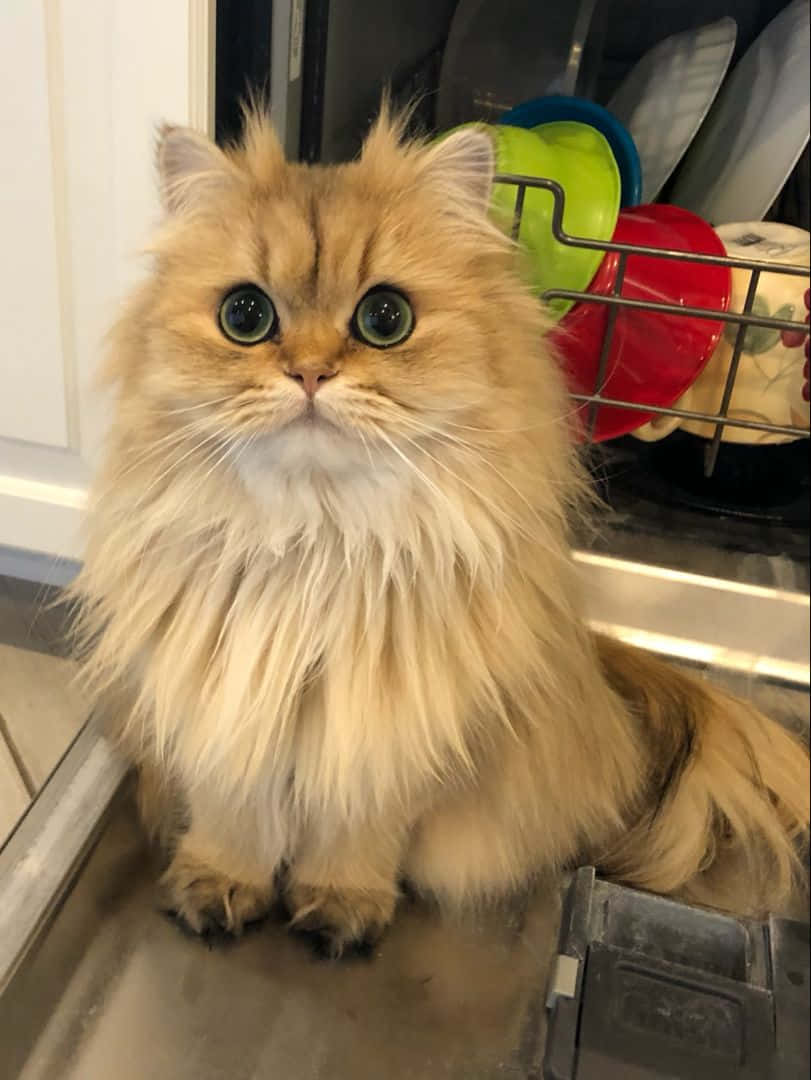 Снимка на разглезена персийска котка Тапет