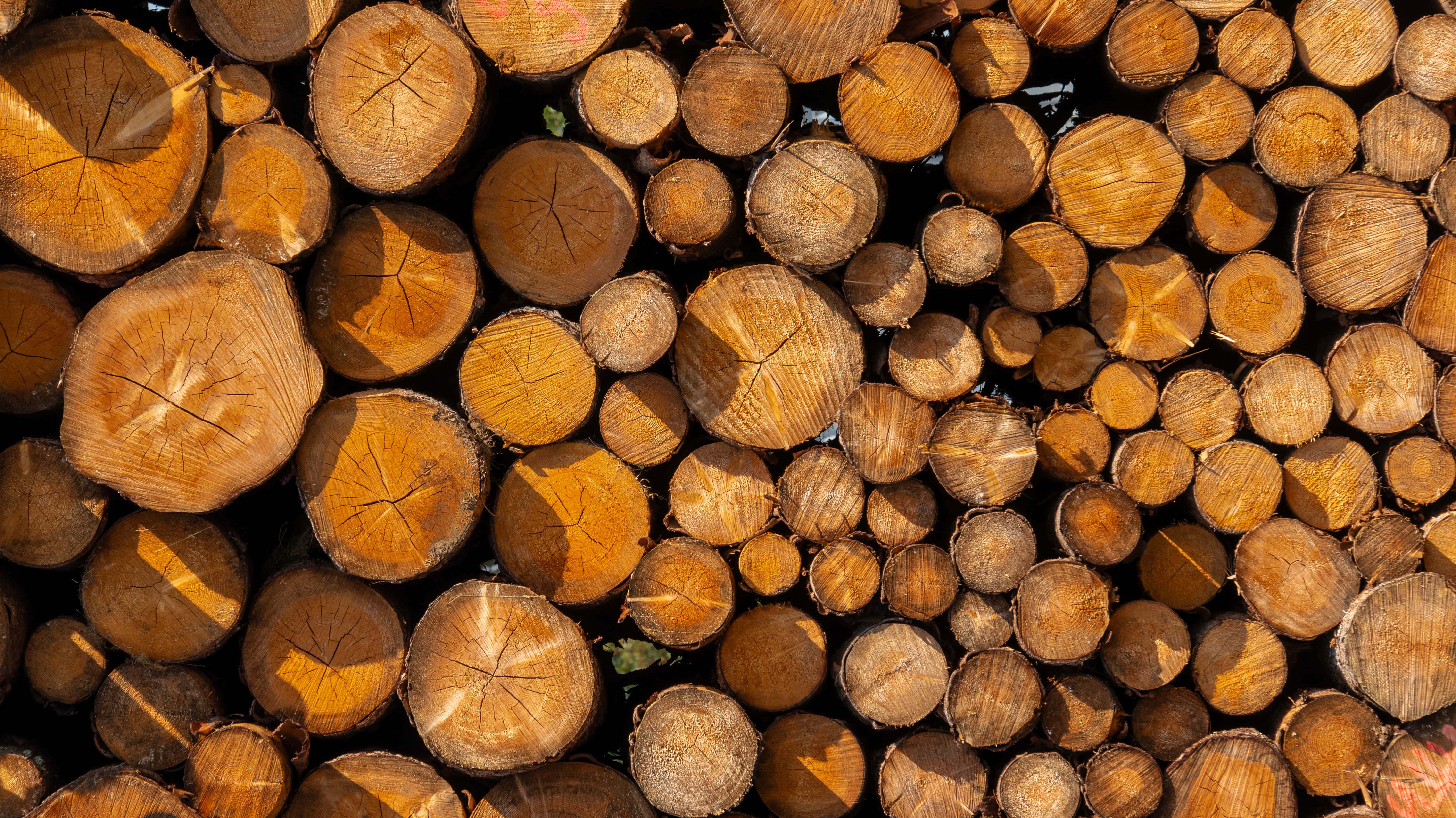 Стена от трупи в Германия Тапет