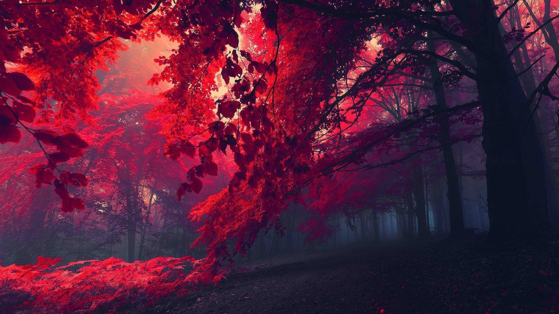 Тъмночервена горска фотография Тапет