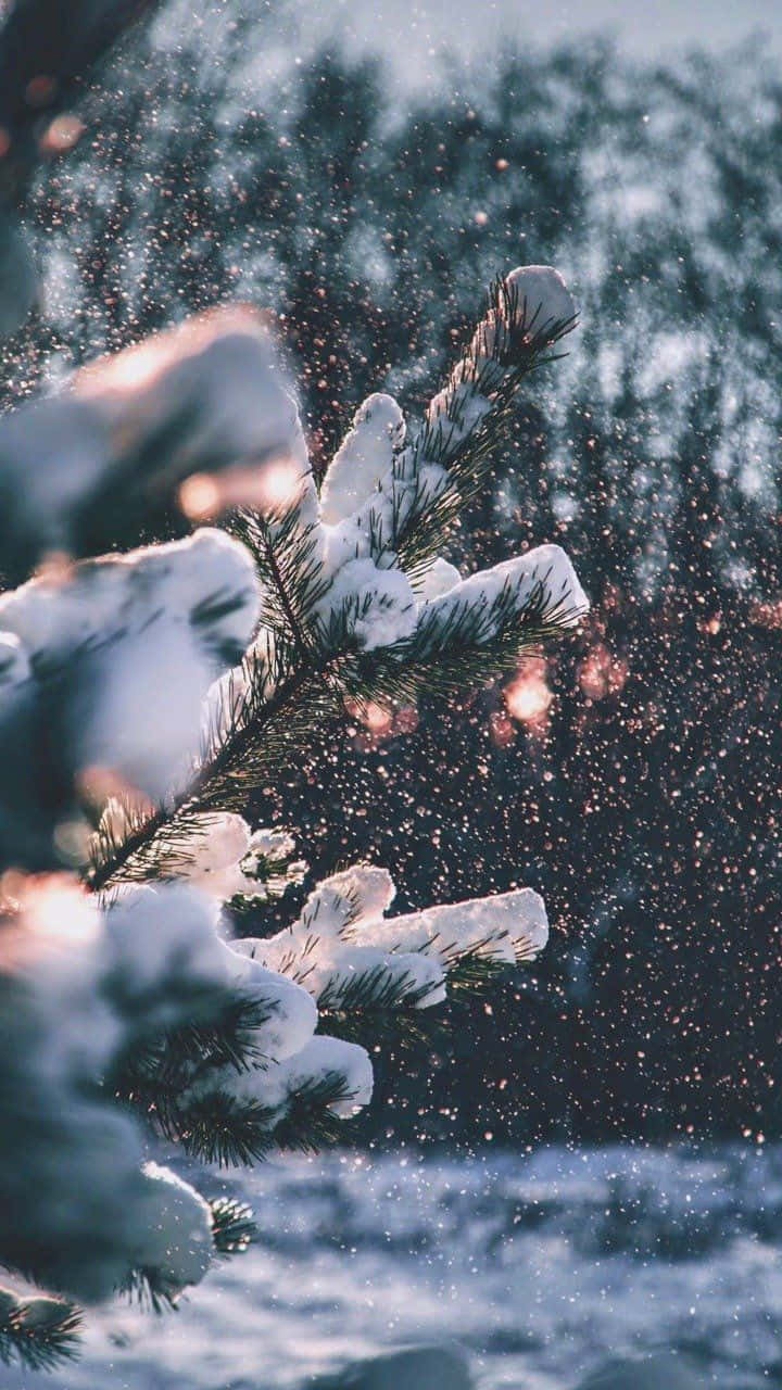 Уютни зимни снежни борови игли Tumblr Тапет