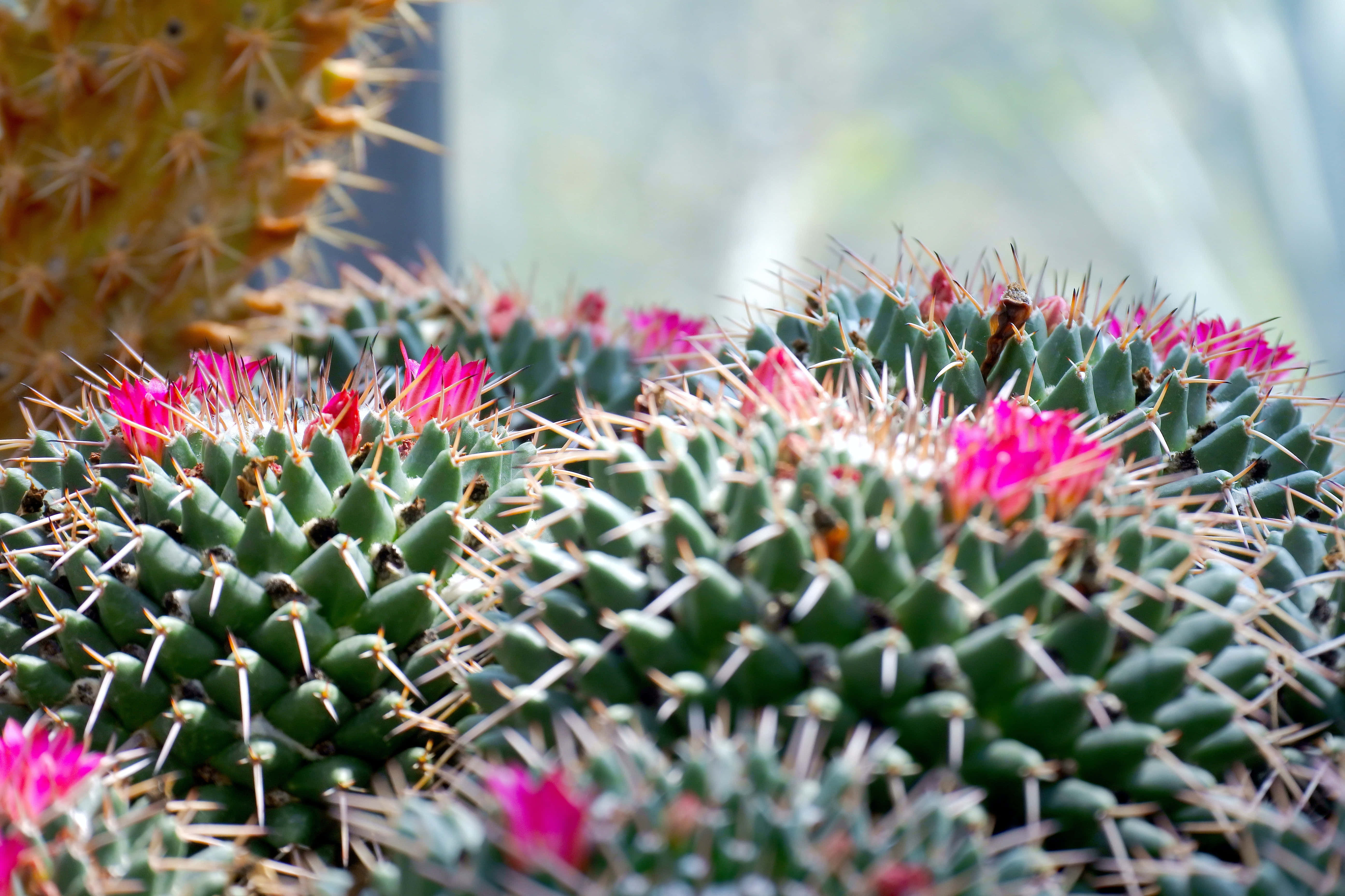 Цвете на кактус Mammillaria Polythele Тапет
