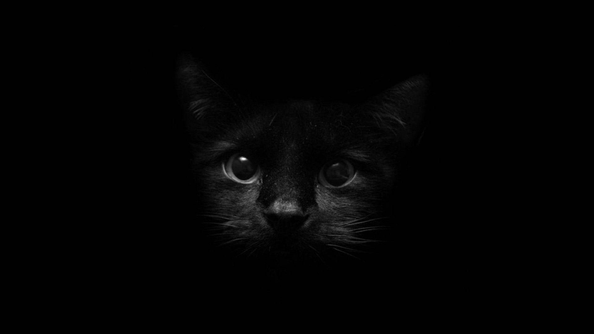 Черна котешка муцуна на тъмен фон Тапет