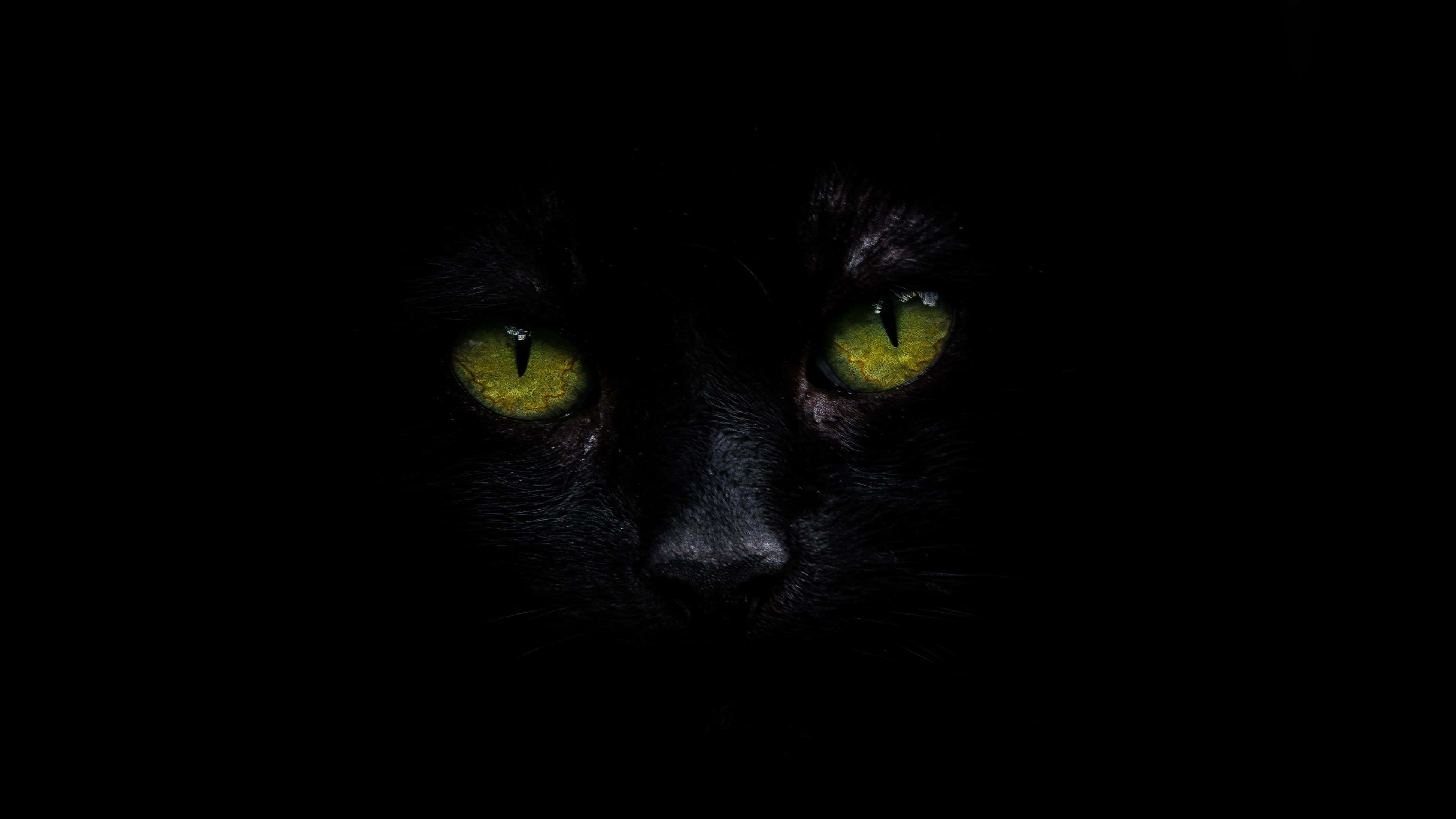 Черна котка 4K OLED фон Тапет