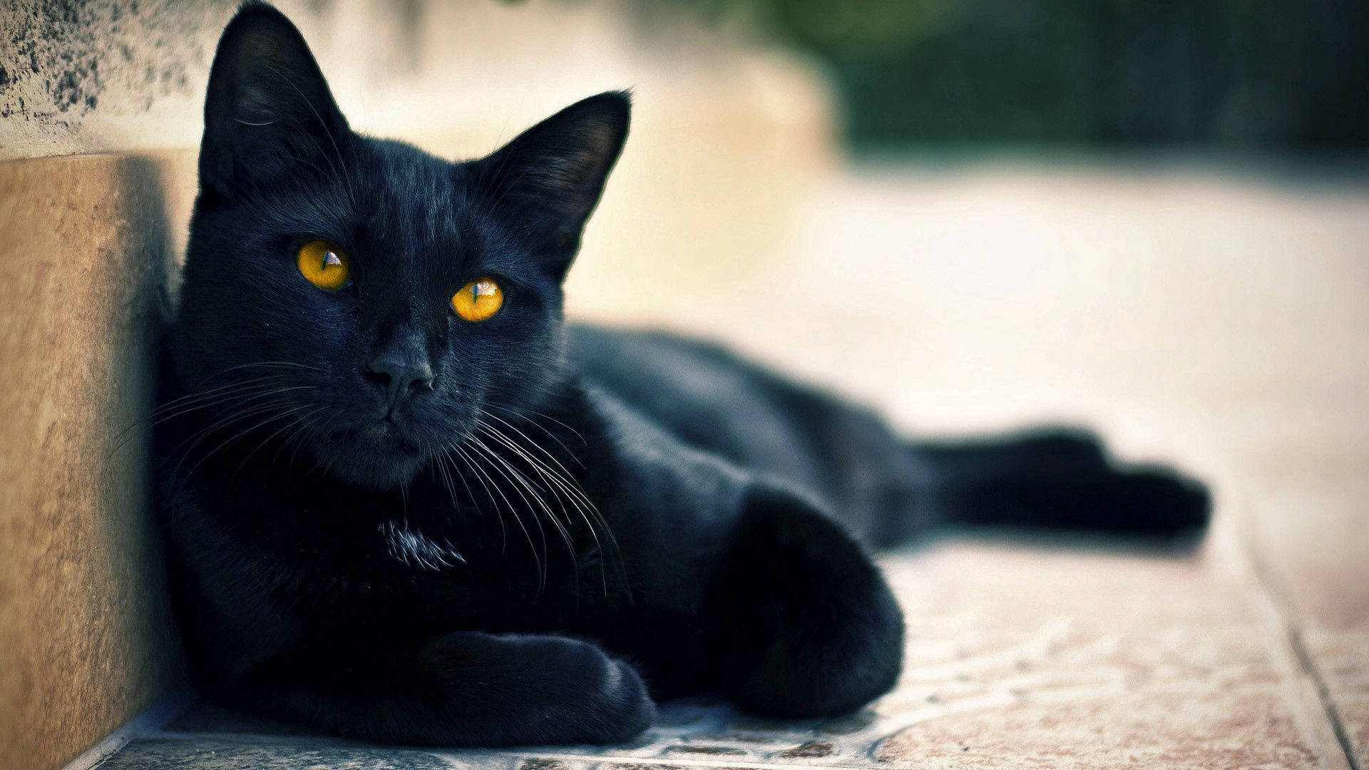 Тапет с черно животно лежаща котка