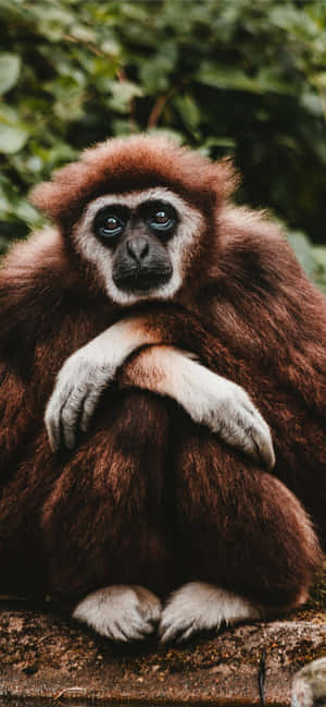 Android Gibbon Background — 1284x2778 Тапет