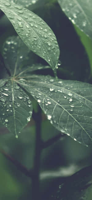 Captivating iPhone X Nature Background — iPhone 16e Тапет