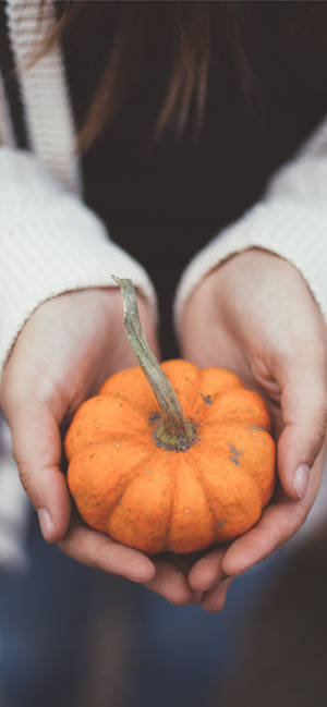 Holding A Little Pumpkin For Thanksgiving iPhone — iPhone 17e Тапет