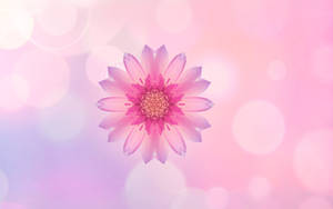 Huawei Pink Flower тапет