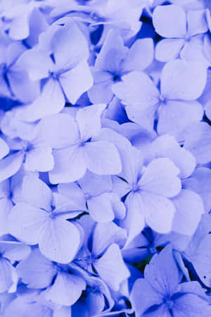 Hydrangea Blue Flowers Phone — Huawei MatePad 11.5 (2026) Тапет