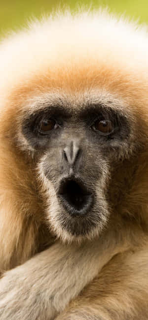Iphone X Gibbon фон — Huawei nova 16s Pro Тапет