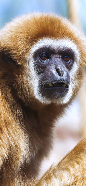 Фон за iPhone Xs Max Gibbon — Huawei nova Тапет