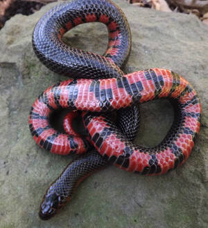 Mud Snake Basking On A Rock — Honor Magic V Flip 2 Тапет