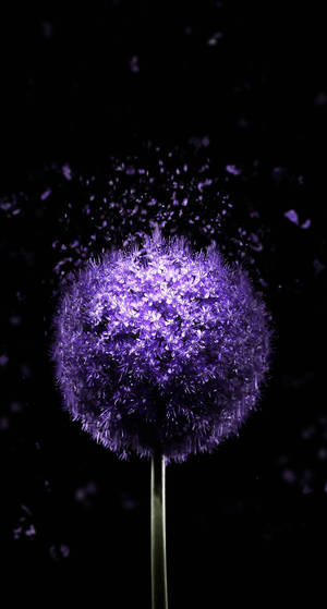 Oled Purple Dandelion тапет
