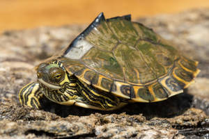 Pascagoula Map Turtle с остроконечна черупка — Готино костенурка Тапет