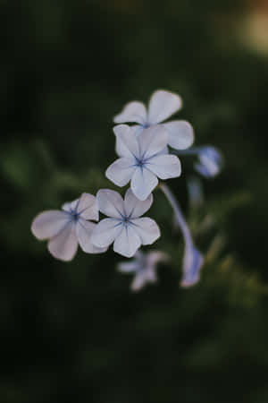 Plumbago Blue Flowers Phone — Huawei MatePad 11.5 (2026) Тапет