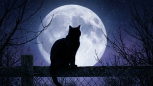 Silhoueta na cheren kot pred palna luna. — Котка Тапет