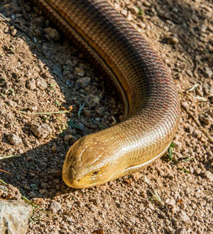 Spectacular Male Glass Lizard on Dry Soil — Honor Magic V Flip 2 Тапет