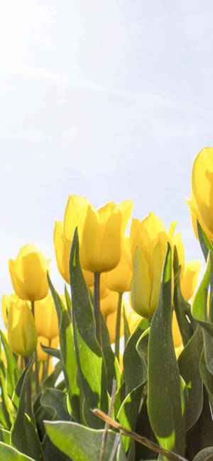 Spring Iphone Yellow Tulips Bunch — iPhone 17e Тапет