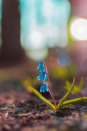 Squill Blue Flowers Phone — Huawei MatePad 11.5 (2026) Тапет