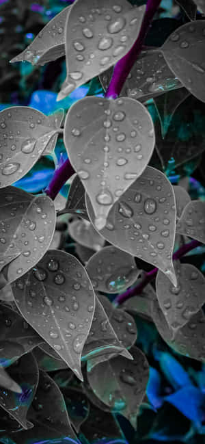 1284x2778 — OnePlus R Тапет