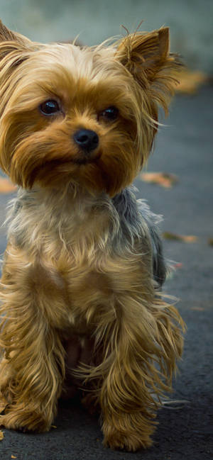 Yorkshire Terrier Close-Up Portrait wallpaper — iPhone 13 Pro Max Тапет