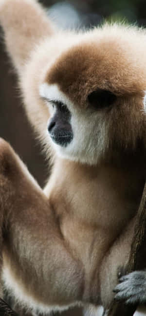Фон iPhone Xs Max Gibbon — iPhone 14 Plus Тапет