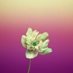 Виолет Helleborus Orientalis Ябълков Цвят — 1:1 Тапет