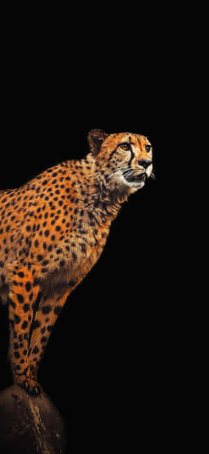 Cheetah Iphone — Galaxy A Тапет