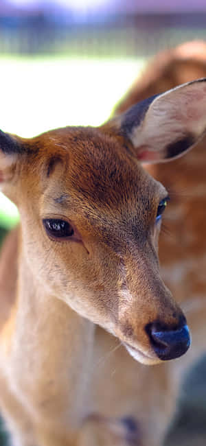 Cute Animal Iphone — Pixel 8a Тапет