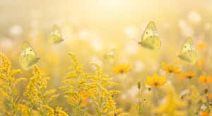 Жълт абстрактен, пеперуда, пеперуди Clouded Sulphur