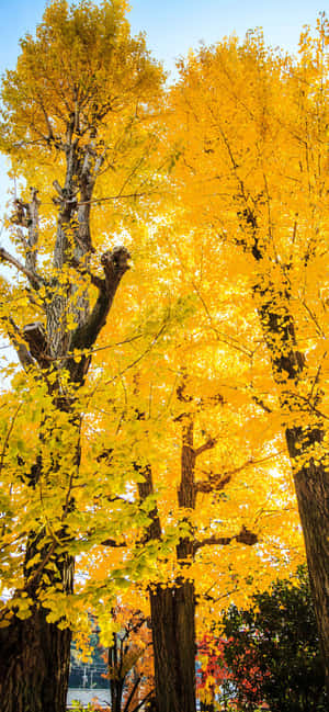 Best Fall Тапет — Galaxy S25 Тапет