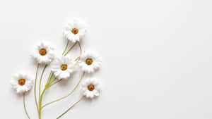 Снимки Aesthetic White — Естетично бяло Тапет