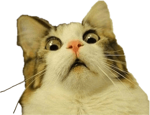 #изненадана #котка #свободноредактиране - Котка меме прозрачен фон, HD PNG изтегляне