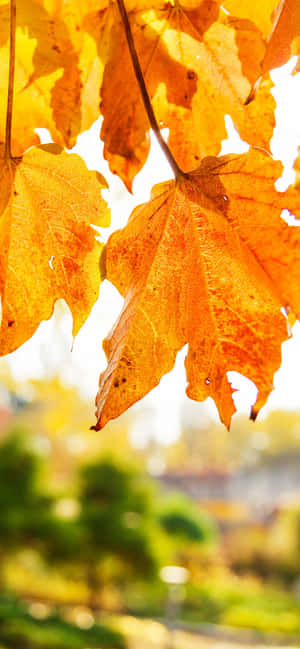 Best Fall фон — iPhone 13 Pro Тапет