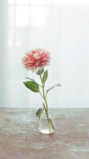 Изпъкнете със стил с розовия цветен iPhone — Цвете Тапет