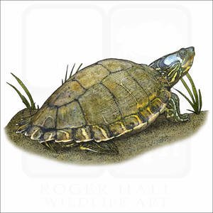 Илюстрация на Escambia map turtle — Pixel Watch Тапет