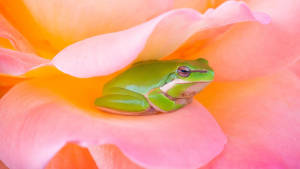 Тапет с кавай жаба в розово цвете