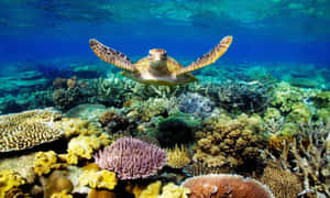 Естетични снимки на море — Готино костенурка Тапет