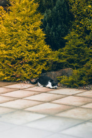 Котка кавай спи до храсти — Сладка котка GIF Тапет