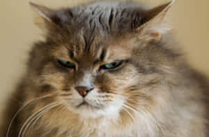 Снимки на Grumpy Cat — MacBook Pro 16 Тапет