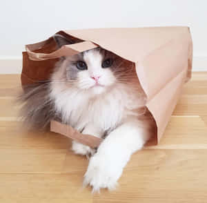 Снимки на красиви котки — Котка Тапет