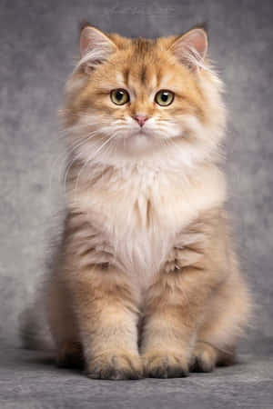 Красиви снимки на котки — Сладка котка Тапет